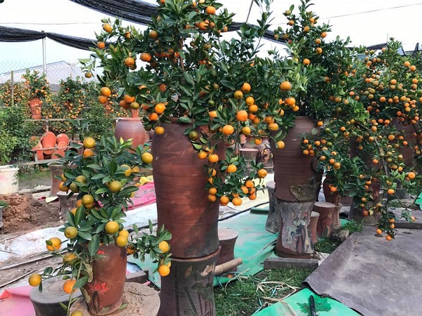 hut hang quat bonsai trong trong binh gom tapchithoidai