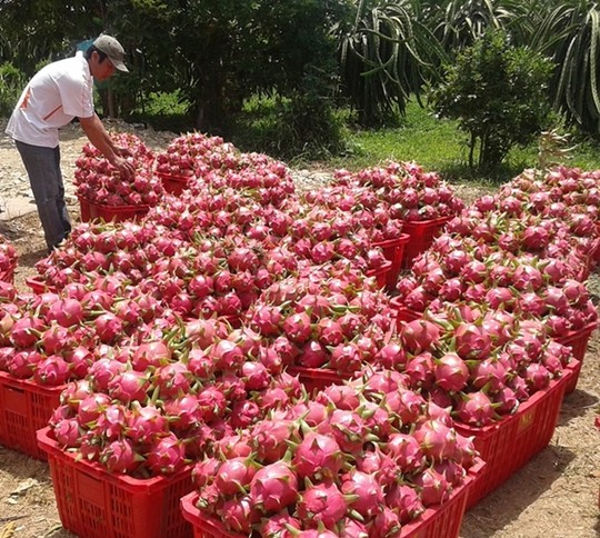 Duoc gia thanh long Binh Thuan van canh canh noi lo