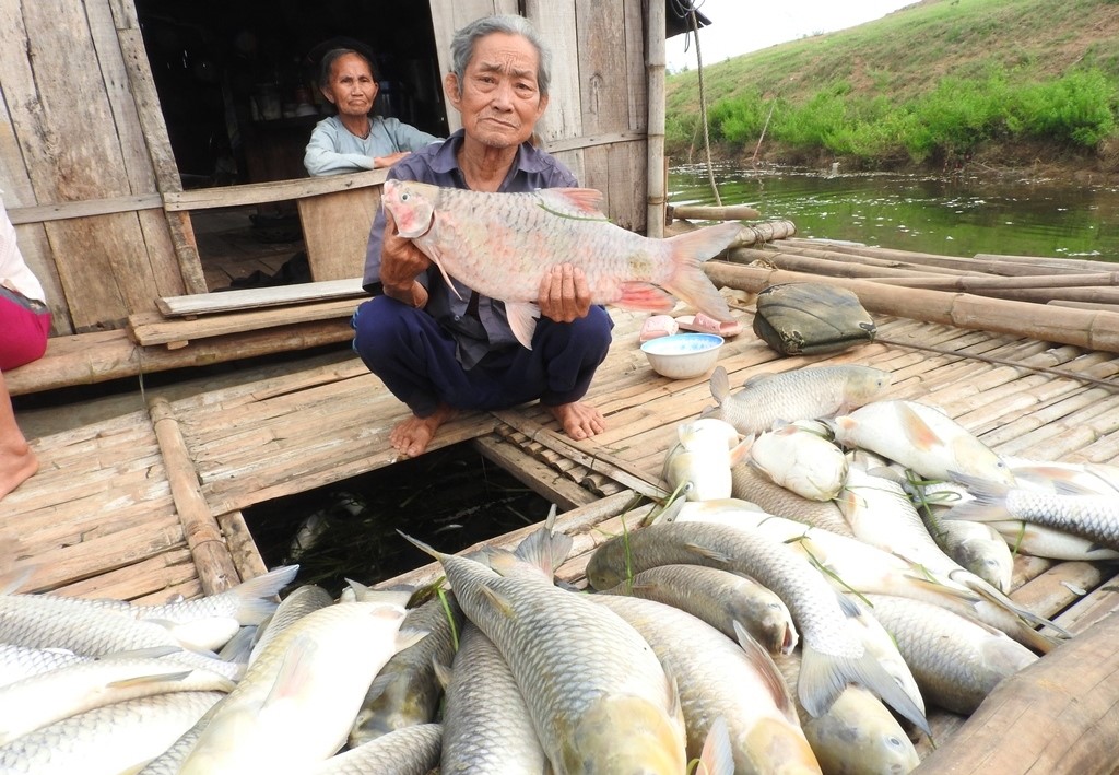 hinh anh ca chet trang song buoi nguoi nuoi mat tien ty