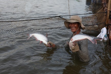 trung quoc o at thu mua ca tra mien tay