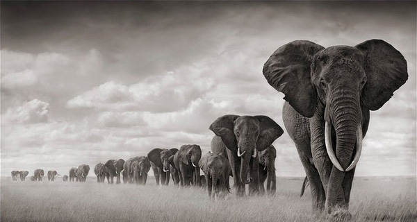 elephants walking