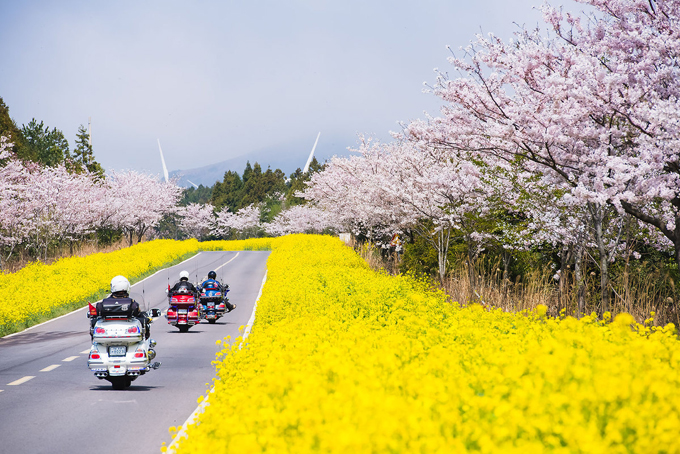 dao jeju