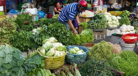 ton du hoa chat trong rau