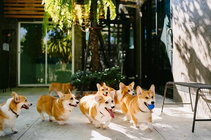 quan ca phe cho corgi