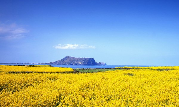 46 du khach viet mat tich khi du lich tai dao jeju han quoc