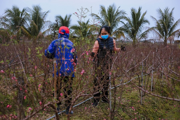 Đào ở vườn bung nở rực rỡ, nông dân chi tiền triệu mỗi ngày để kìm hãm